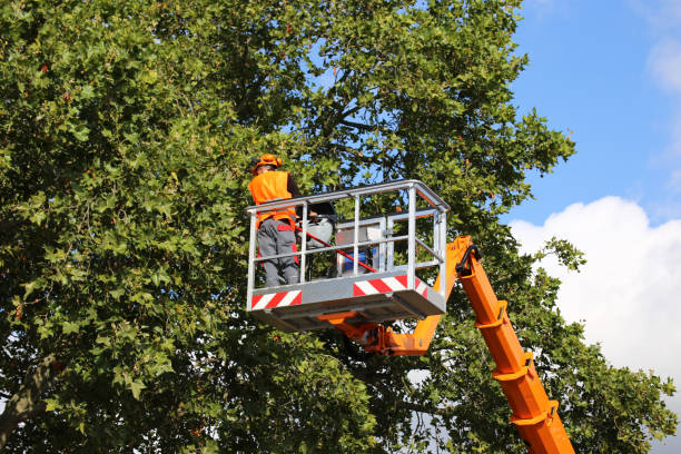 Best Storm Damage Tree Cleanup  in Martins Ferry, OH